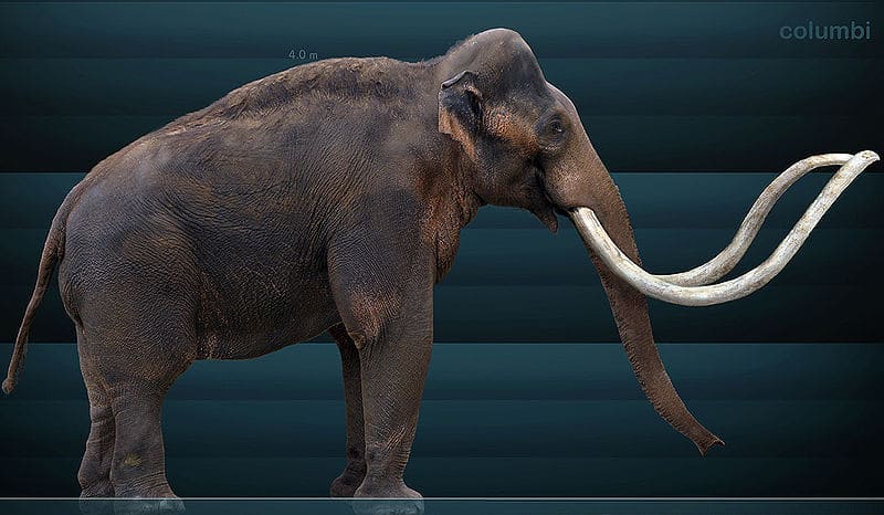 The Columbian Mammoth